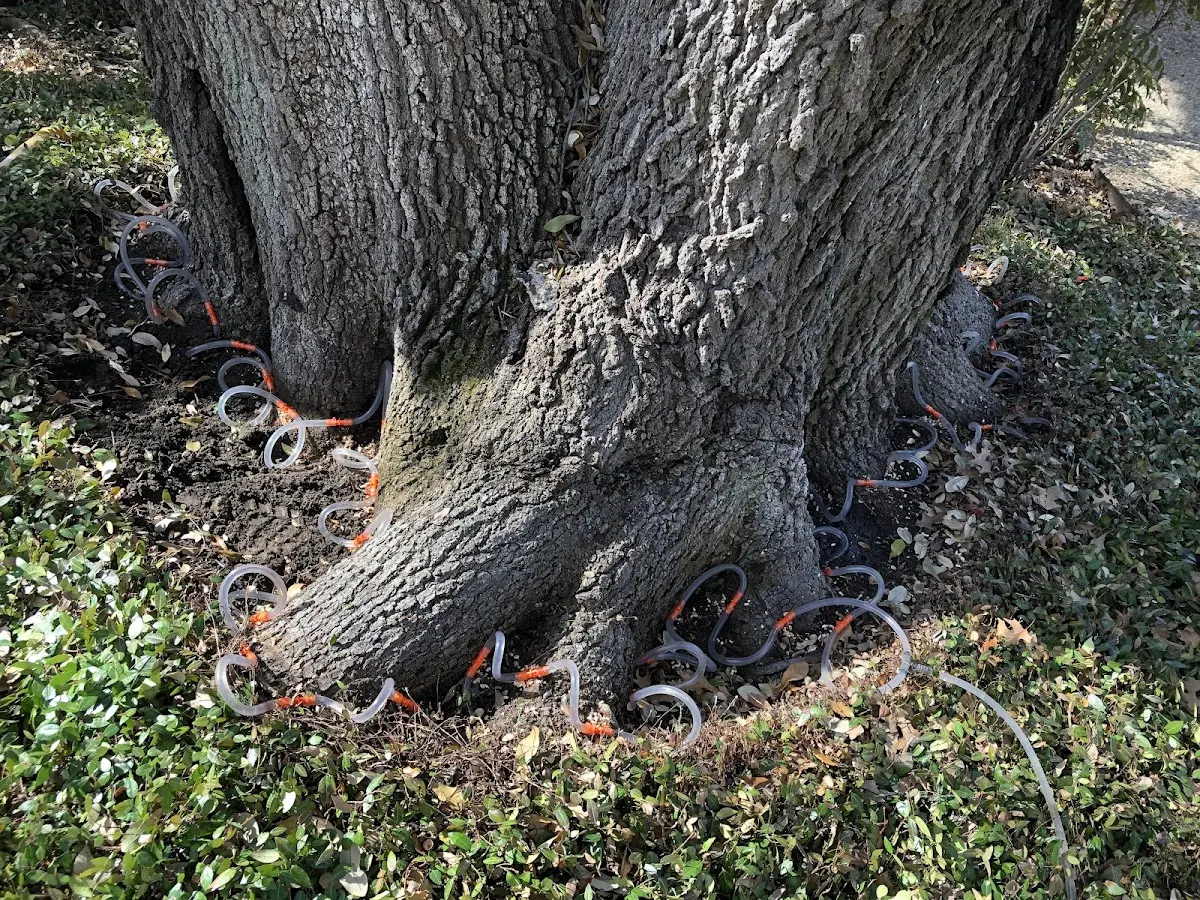 Detailed Tree Cabling and Bracing job site in Sparks Glencoe