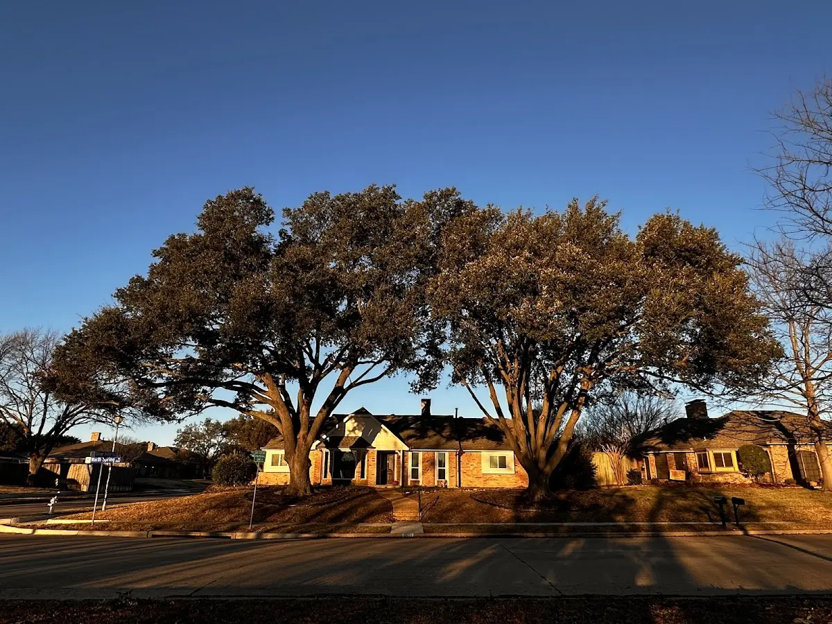 Established residential canopy tree shading a home in Sparks Glencoe